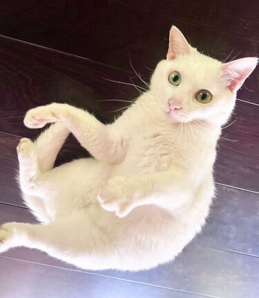 きらきらおめめの白猫さん その姿を見た飼い主さんが気づいた