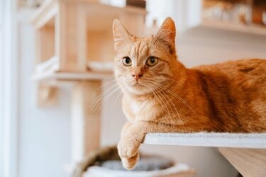 部屋の中で過ごす猫
