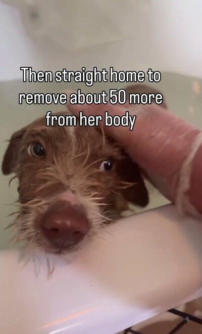 体を濡らしたまま、こちらを見つめる子犬