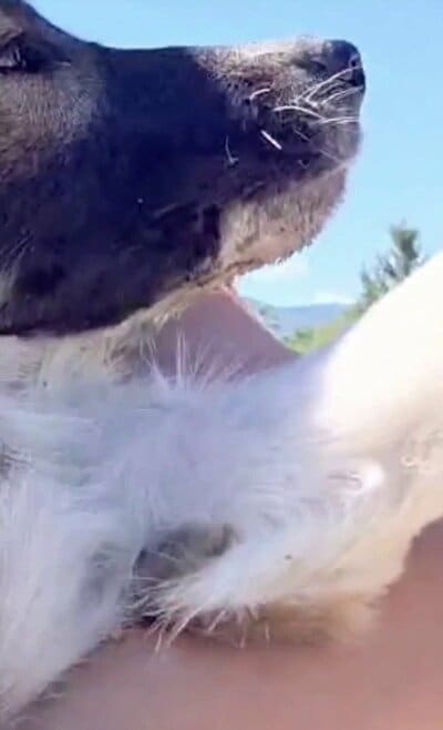 発見当時、ひどく衰弱していた子犬の様子