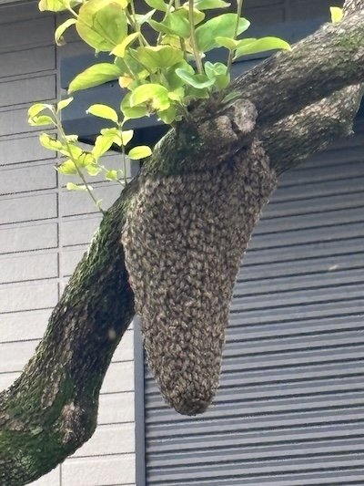 投稿の画像