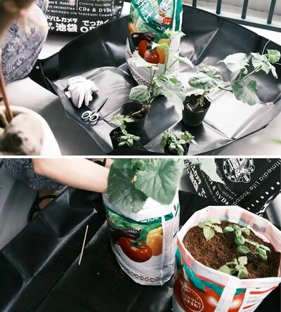 「そのまま育てる土」に苗を植えます
