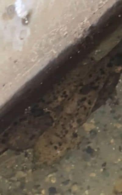 野生のオオサンショウウオ