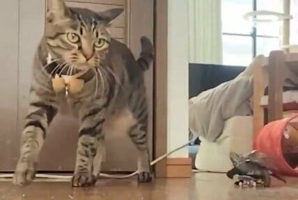 「好きな子はずっと見つめていたいよね」大好きな猫を追いかける亀の「ノールック」走行に思わず二度見