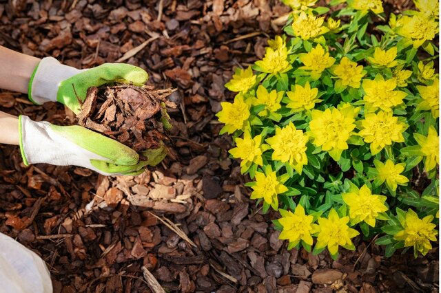 【ガーデニング】寒さで植物を枯らさない！やっておくべき防寒対策7選