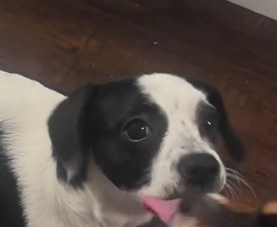 「2か月前にこんな姿だったなんて」見違えるほど元気になった保護犬、今も家族を待つ姿に反響