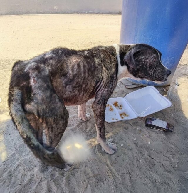 メキシコの路上で「飢えに苦しんでいた犬」 　新たな人生を送る現在の姿に胸が打たれる