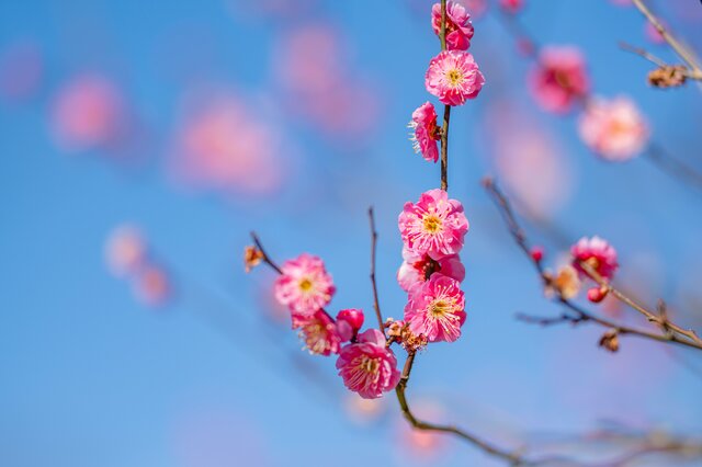 遺族厚生年金、改正ポイント「影響がある人・ない人」具体的にどんな人？4月分から遺族基礎年金「月7万608円」←対前年度＋1300円アップ！