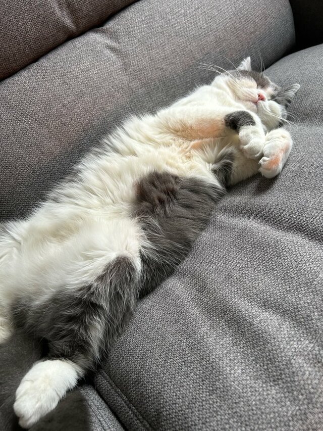 【急に言われましても…】あせった猫？飼い主さんのお願いにまさかの反応が可愛すぎた！