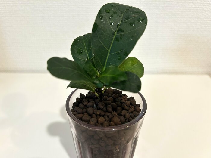 観葉植物の根がしっかり埋まっていることがわかります
