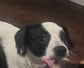 「2か月前にこんな姿だったなんて」見違えるほど元気になった保護犬、今も家族を待つ姿に反響