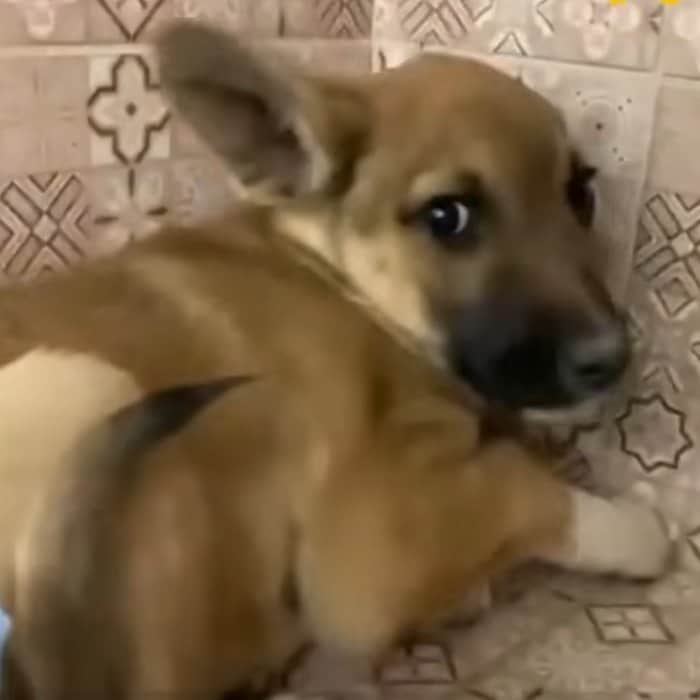  道路脇で保護された仔犬　さまざまな困難を乗り越えて「新たな幸せをつかむ姿」に感動