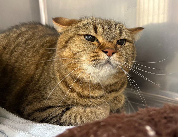 出所：@donguri_manch