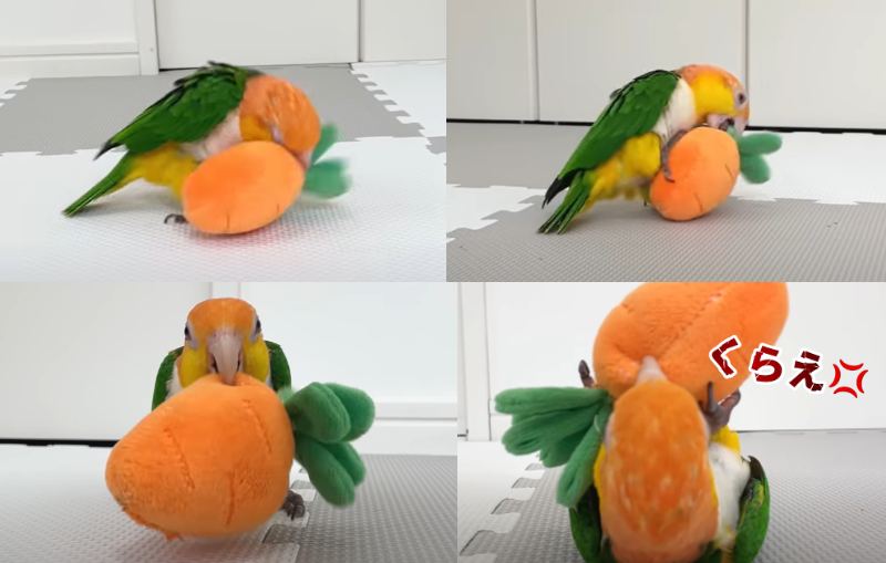 出所：@anz_omomiri