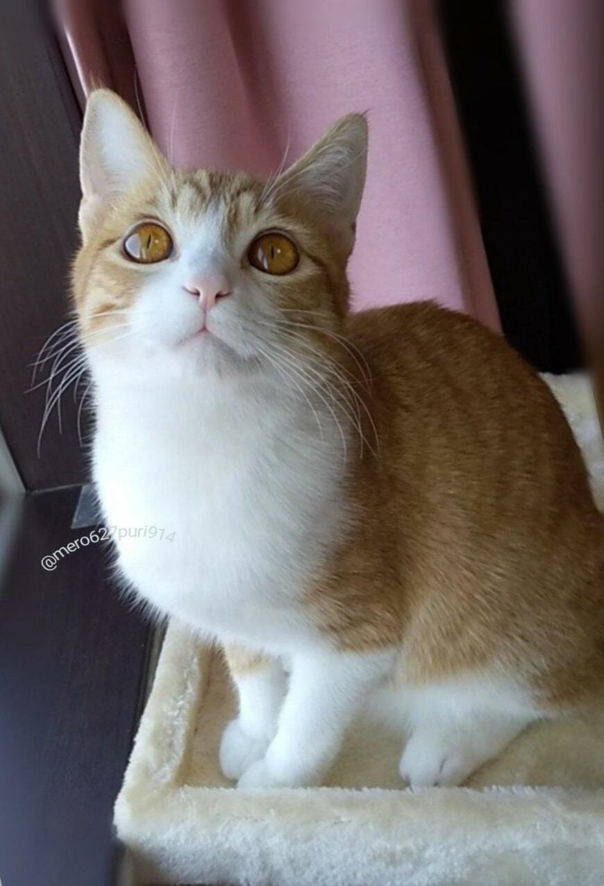 出所：@mero627puri914