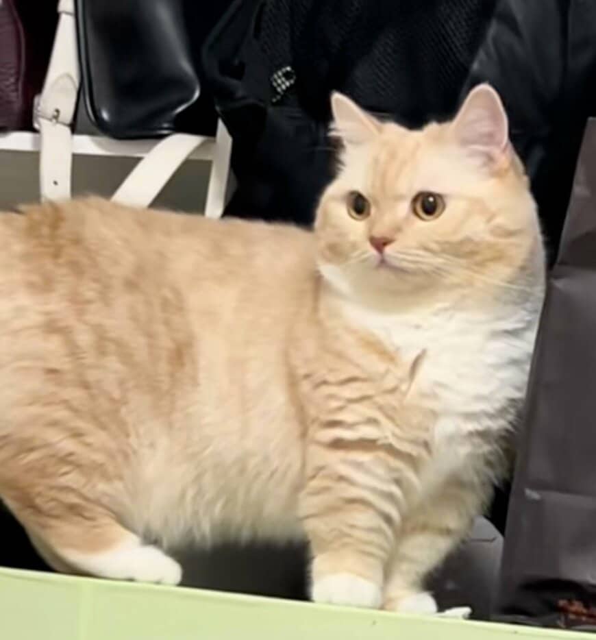 「よくそんな場所に入るね」猫が見つけた「まさかの秘密基地」に思わず笑ってしまう