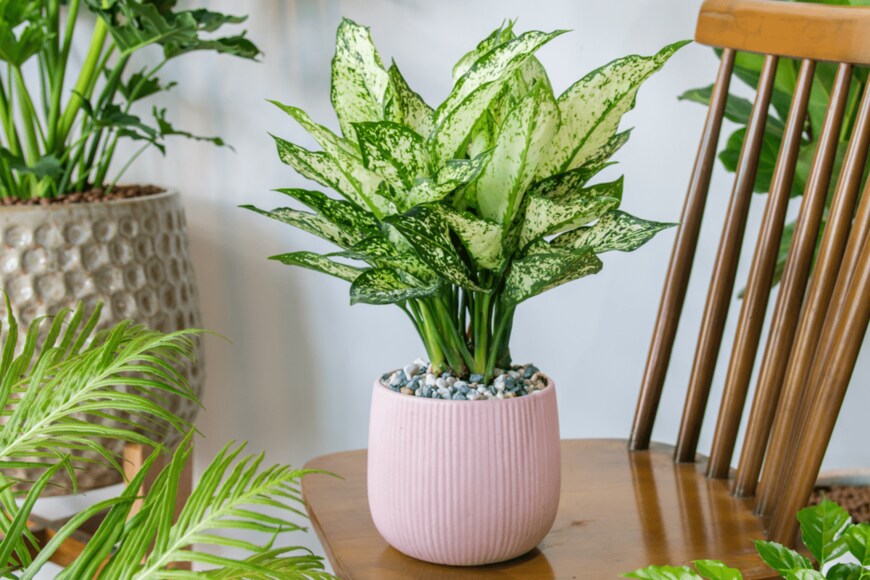 Mid Tran Designer/shutterstock.com