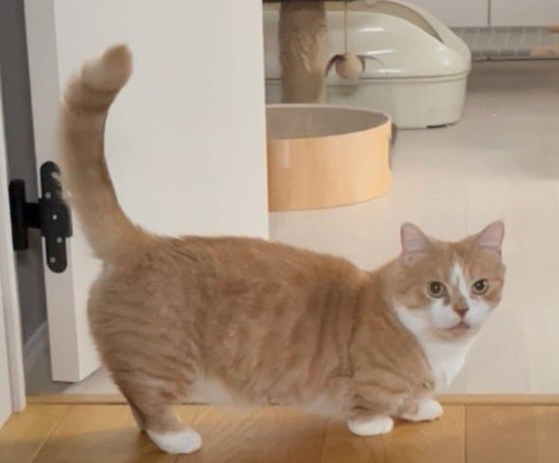 ベッドの縁を枕に…野生を忘れて熟睡する猫の「無防備な寝相」に笑ってしまう