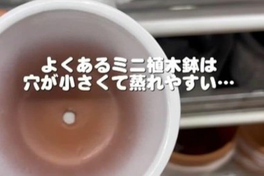 「参考になりました」ダイソーの吊り鉢と専用土で100均苗が冬でもグングン　新芽ラッシュの育て方が目からウロコ