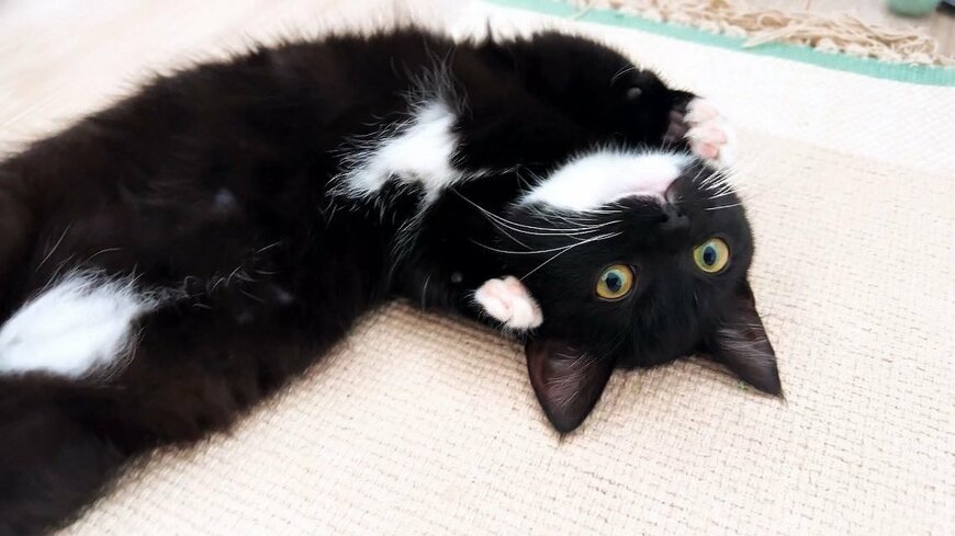 悶絶必至！？寝転ぶ元保護猫ちゃんの爆発的可愛さ！アップしたお顔に耐えられる？