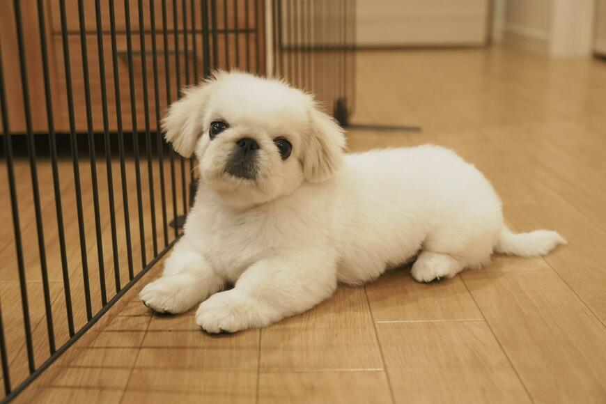 出所：@numbo_pekingese