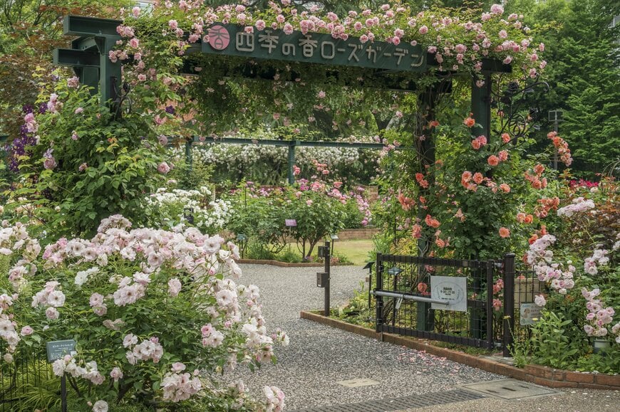 画像出所：第一園芸株式会社「新たな品種を加え348品種のバラが咲き誇る「練馬区立 四季の香ローズガーデン」気温上昇の影響で例年よりも2週間早く春のバラが見ごろを迎える」