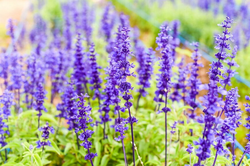 Tatiana Terekhina/istockphoto.com