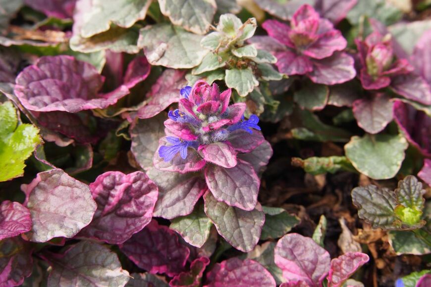 Anna Gratys/shutterstock.com