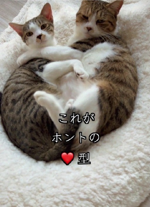 出所：＠lumi.towncat