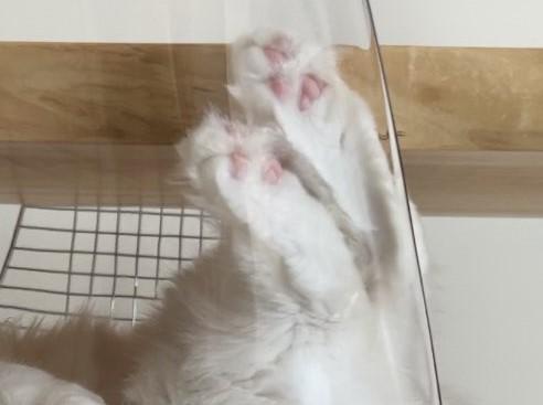 出所：@meltube_cat