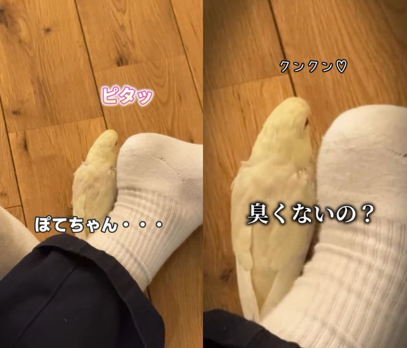 出所：@daiinkoteikoku_soraoto