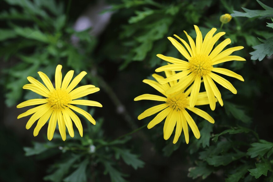 Jiab Ja/shutterstock.com