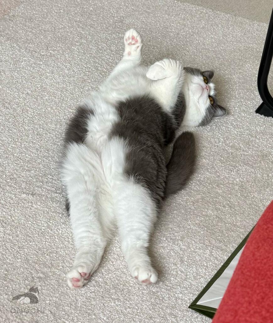 出所：@omochiomoching