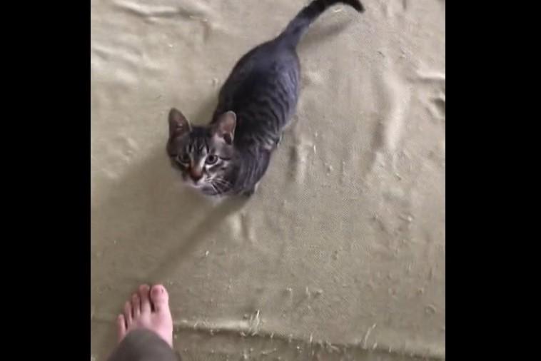 立つ飼い主に全力ジャンプでしがみつく猫　甘えん坊な姿に悶絶！ペットのおやつにいくらかけていますか？