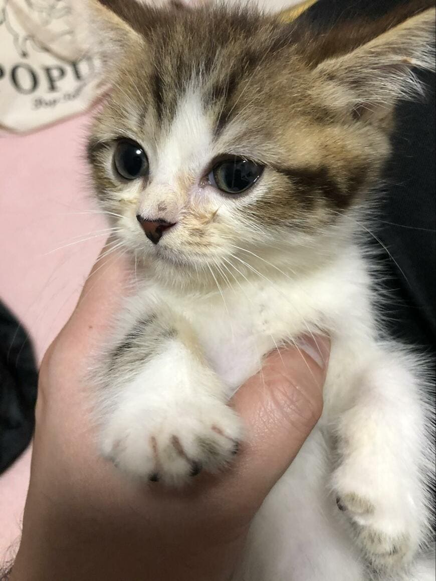 「別猫に見える」子猫時代と成長後を比較したら　ひげ袋の変化に反響