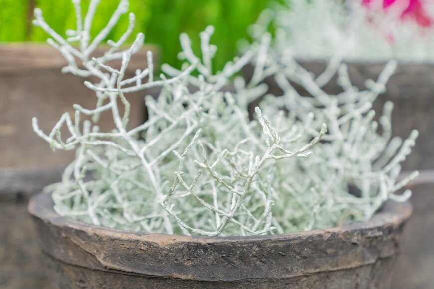 カロケファルス　IKvyatkovskaya/istockphoto.com