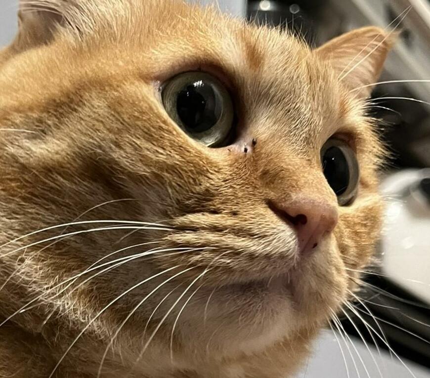 出所：@kagisuzu0531