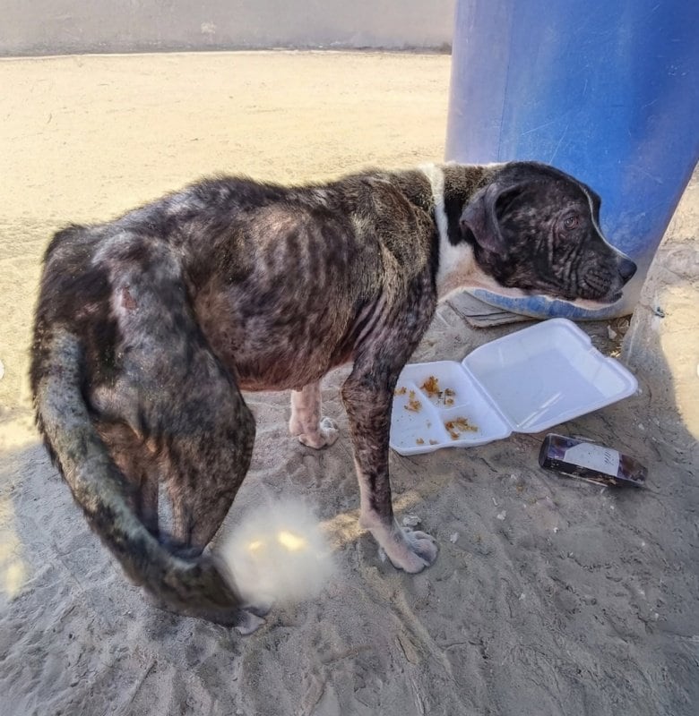 メキシコの路上で「飢えに苦しんでいた犬」 　新たな人生を送る現在の姿に胸が打たれる