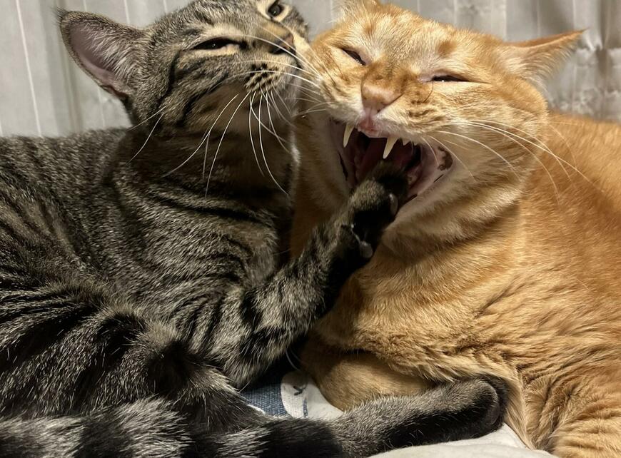 出所：@kagisuzu0531