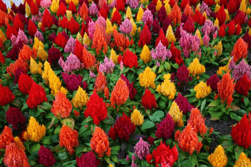 Granadeiro/shutterstock.com