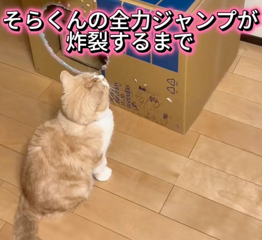 「吹き出したw」猫が“全力ジャンプ”をした結果…まさかの結末に思わず笑ってしまう