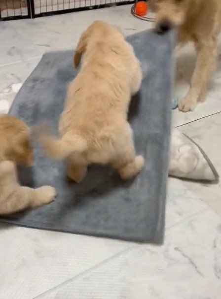 出所：@pu_channeldesu