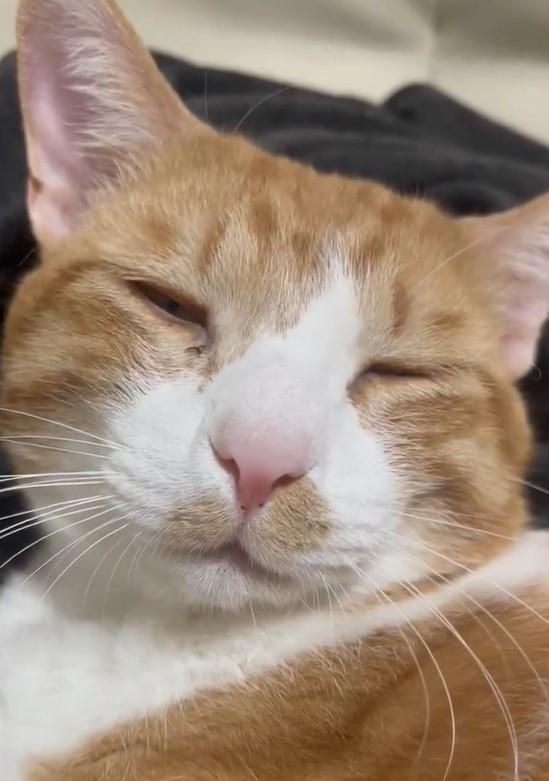 出所：@Neko2Obasan