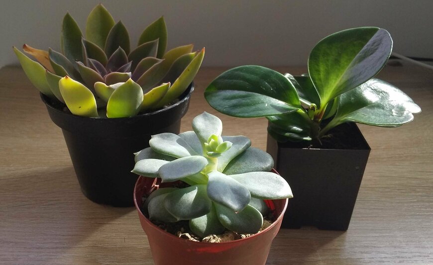 花のような形をした多肉植物も（LIMO編集部）