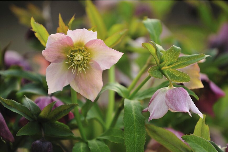 JenJ Payless2/Shutterstock.com