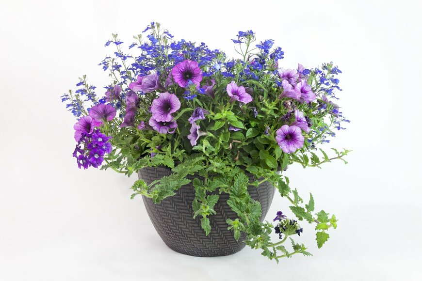 Joe_Potato/istockphoto.com