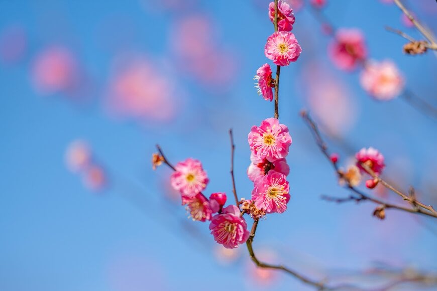 遺族厚生年金、改正ポイント「影響がある人・ない人」具体的にどんな人？4月分から遺族基礎年金「月7万608円」←対前年度＋1300円アップ！