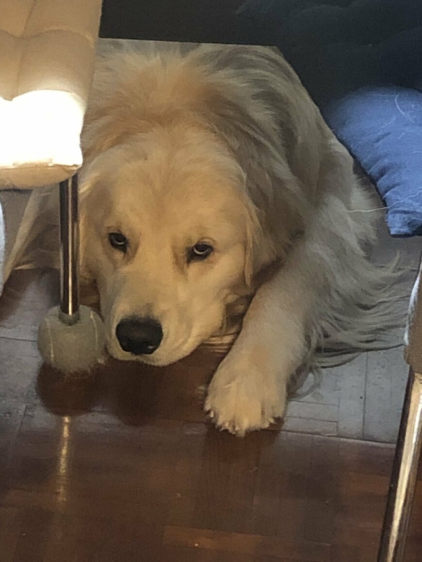 出所：@elmo_golret