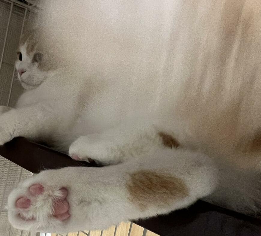 出所：@torotolo106106