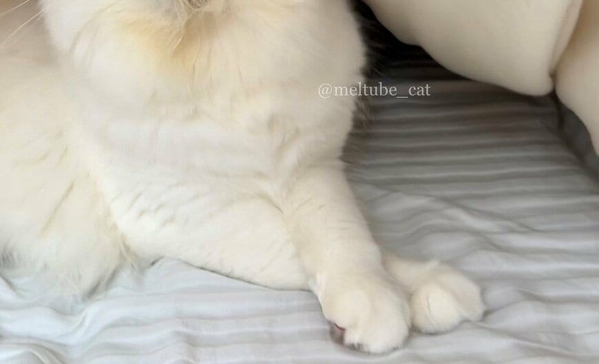 出所：@meltube_cat